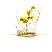 Λάδι Αμαμελίδα